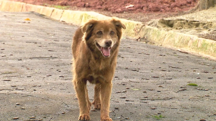 Закон Боба Могильщика: в Бразилии разрешили хоронить домашних животных вместе с хозяевами Закон Боба Могильщика: в Бразилии разрешили хоронить домашних животных вместе с хозяевами