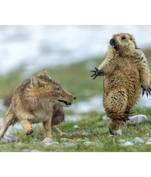Финалисты конкурса фотографии дикой природы Wildlife Photographer of the Year 2019 (галерея)