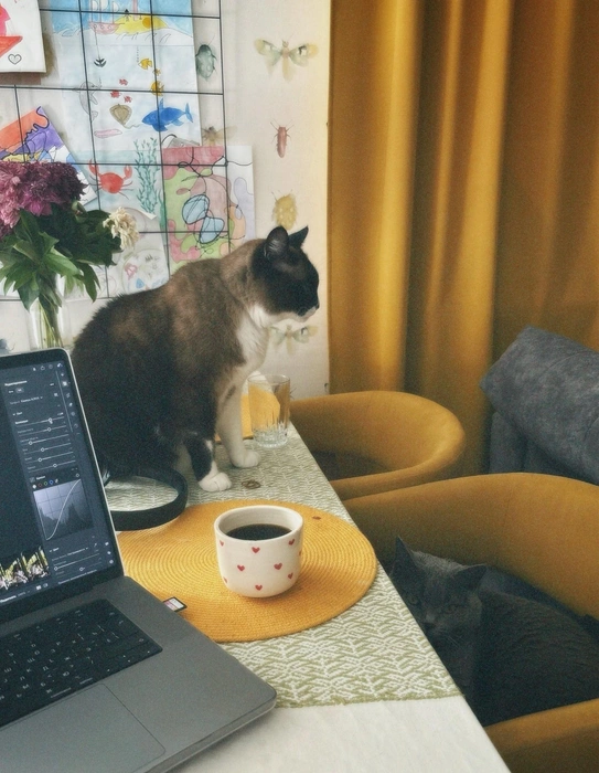 Коты наполняют дом уютом и теплом | Источник: Котейня «ЧуКОТка» | котокафе Самара 