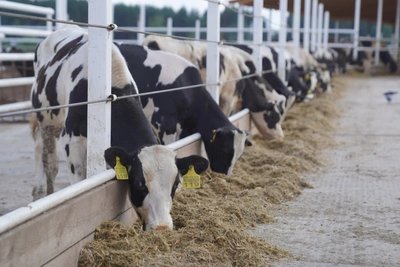 Господдержка молочных производителей в регионе увеличена на треть