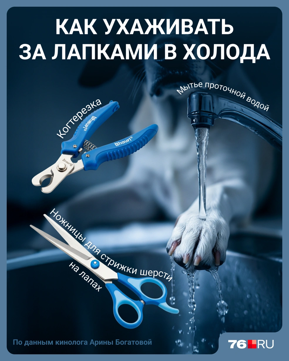 Кинолог уверяет, что уход несложный  | Источник: Мария Романова / Городские порталы