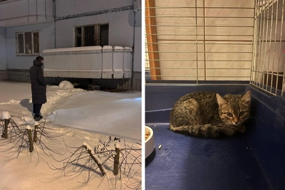 В Перми ищут дом для котенка, замурованного в подвале