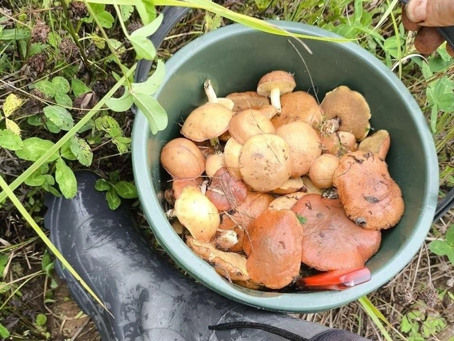 Источник: Evgeny Aleksin / Грибы в Подмосковье 2025 / VK.com