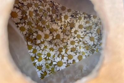 Аэропорт Сочи отправил более 70 тонн цветов