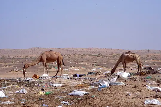 В желудке погибшего верблюда нашли 2000 пластиковых пакетов