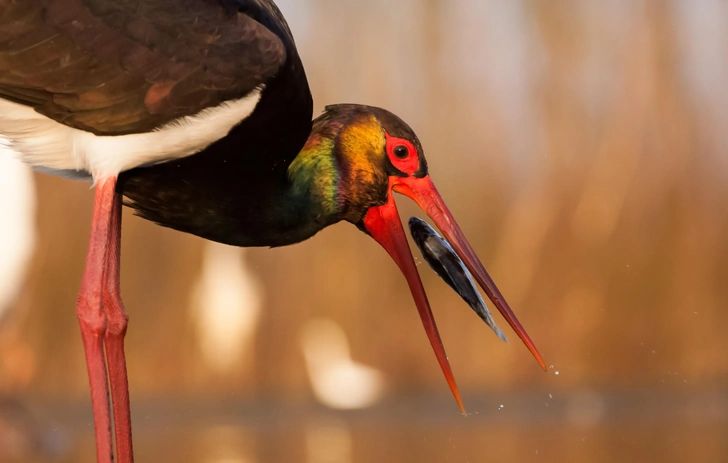 Источник: Melinda Nagy via Shutterstock/Fotodom.ru