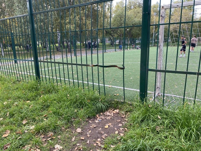 На земле около выломанных прутьев даже протоптана тропинка | Источник: Ирина Господаренко / NGS22.RU