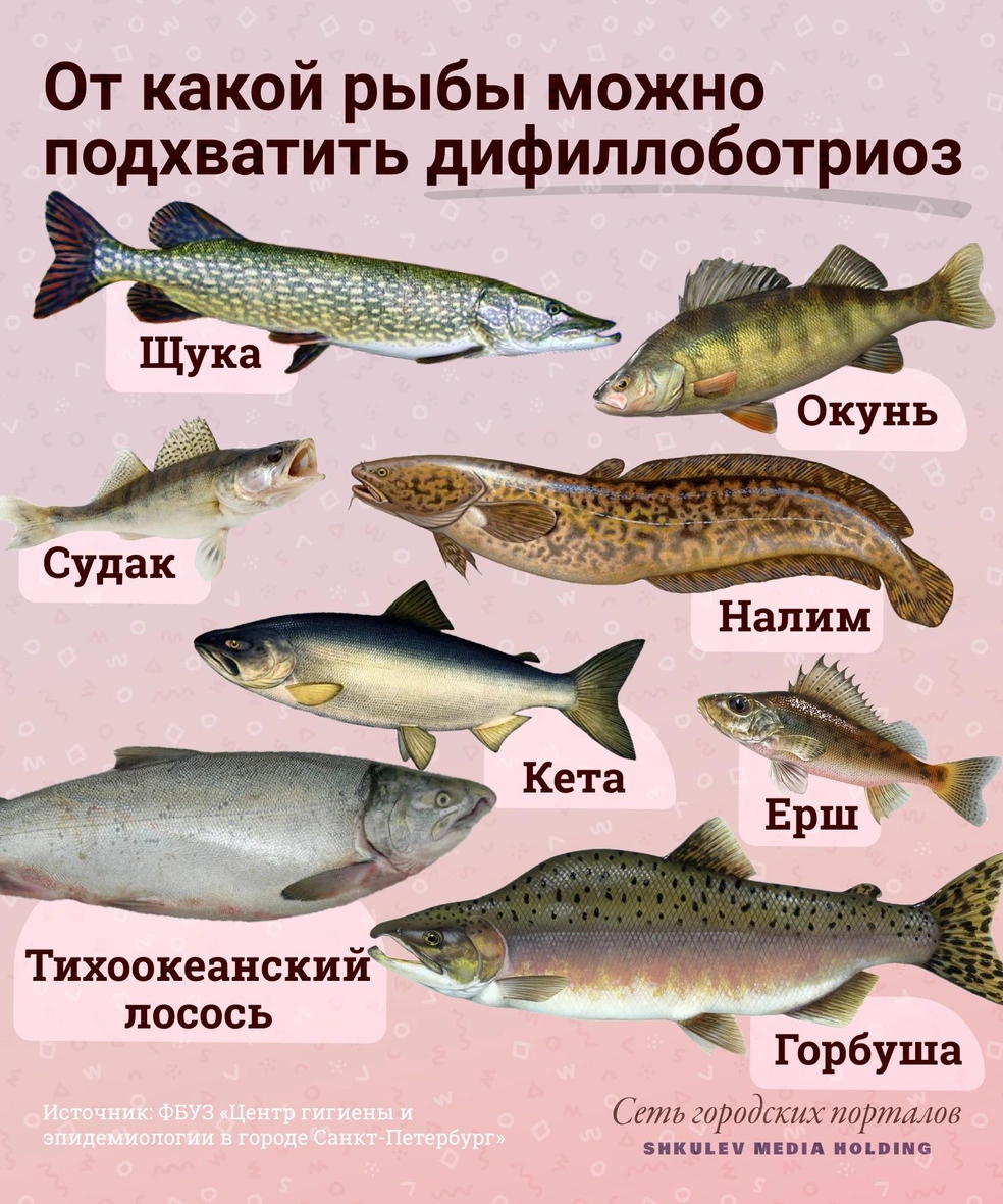 В субботу можно рыбу. Рыбы семейства карповых описторхоз. Заболевания Речной рыбы.