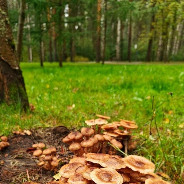 Источник: Павел Глазков / «Каждой твари по паре»