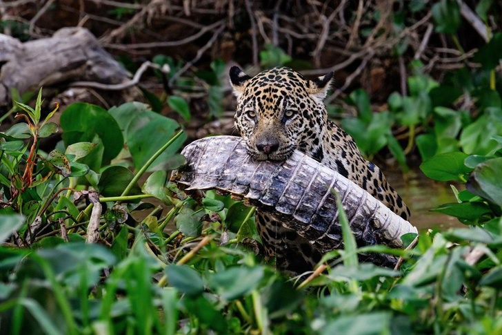 Хозяева джунглей: 5 удивительных хищников тропических лесов