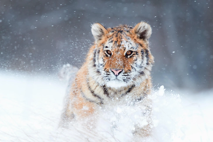 Источник: Martin Mecnarowski/Shutterstock/Fotodom.ru