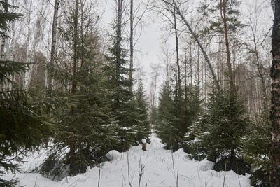 Путин подписал обновлённый закон о рубках леса на Байкале