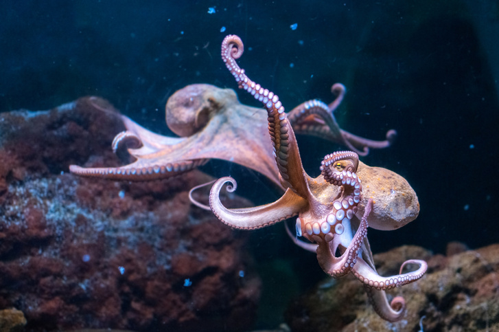 Осьминоги и кальмары захватывают воды Мирового океана