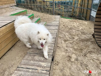 Хьюстону понравилось изучать новое место для собачьих тусовок | Источник: Анатолий Кузнецов / 72.RU