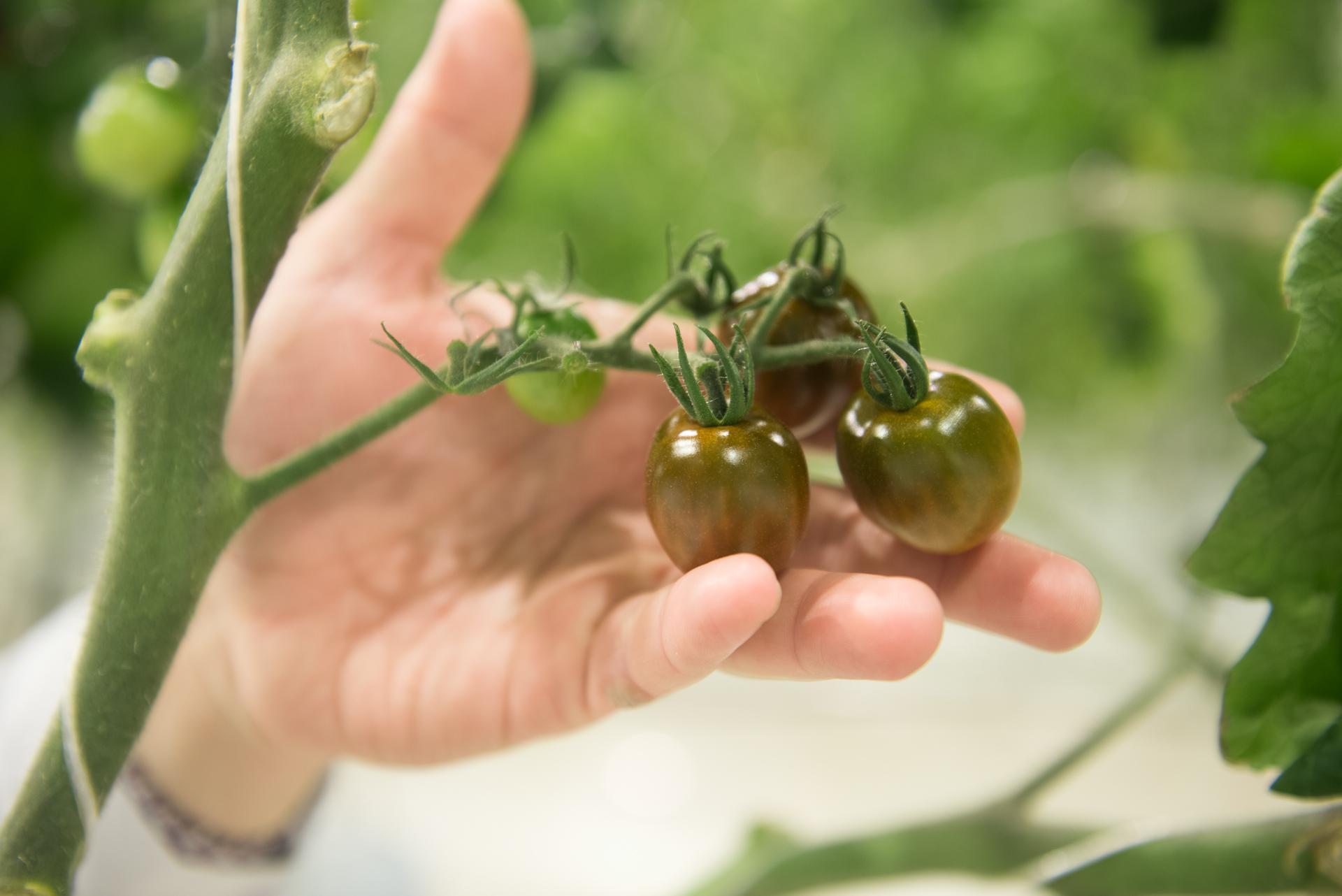 Рассада помидоров: плохо растет после пикировки, почему это происходит и что делать