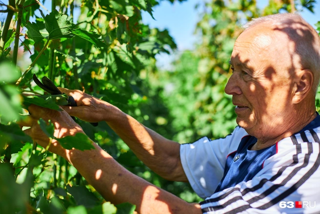 Обрезать нужно лишние листья, лишние лозы и даже лишние грозди | Источник: Роман Данилкин / 63.RU