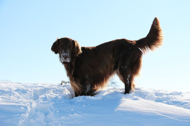 Мороз и лапки: можно ли гулять с собакой, когда на улице -30 °С