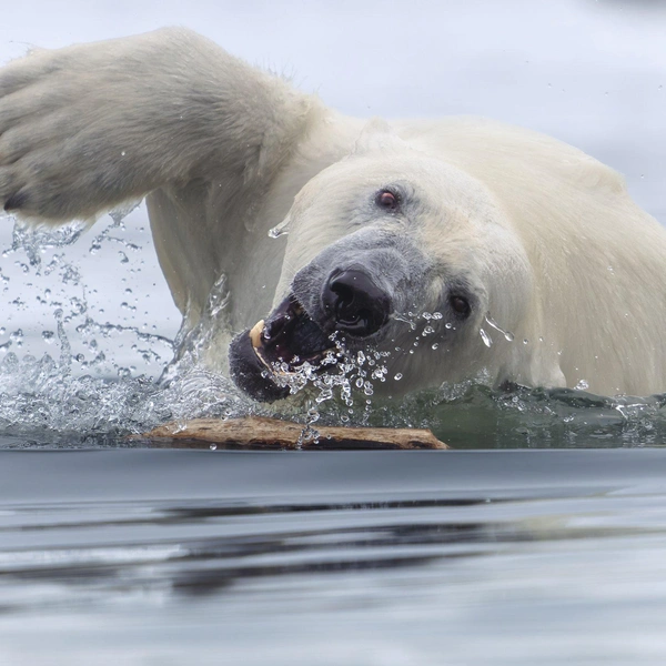 Победитель в номинации «Млекопитающие» | Источник: Tom Nickels / World Nature Photography Awards 2025