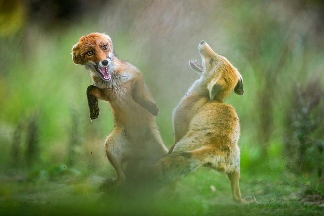 Источник: Hermann Hirsch / GDT Nature Photographer of the Year
