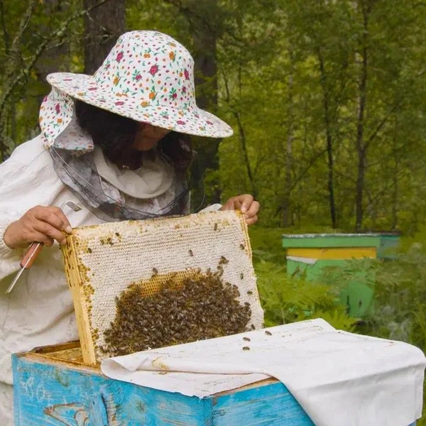 Пасека Башкирского государственного аграрного университета | Источник: Shutterstоck.cоm/Фотодом