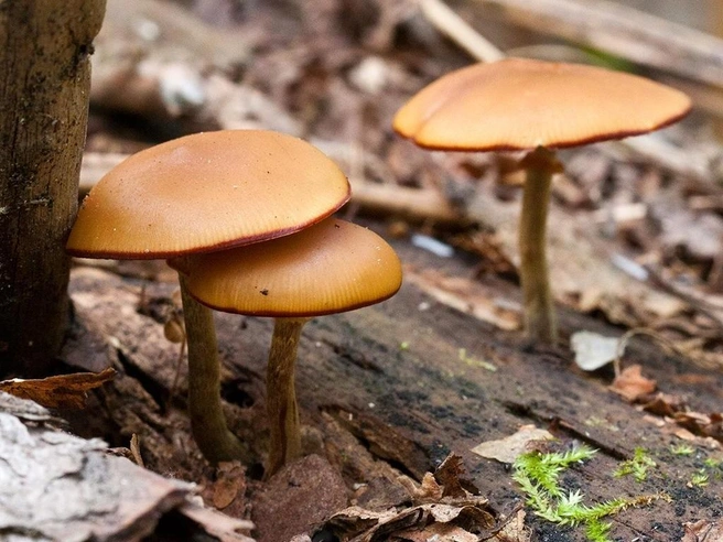 Галерину можно спутать с летними опятами | Источник: mycology.su