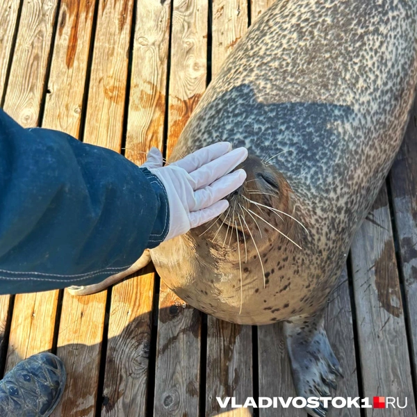 Источник: Елена Буйвол / VLADIVOSTOK1.RU