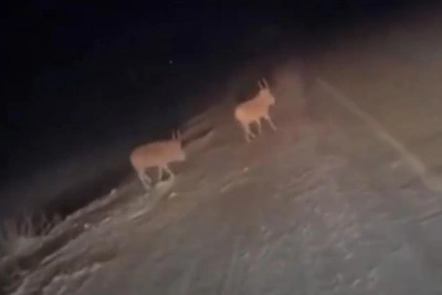 Saiga antelopes found in Southern Urals after decades