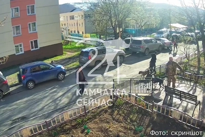 Бойцовая собака напала на ребёнка на Камчатке: СК начал проверку
