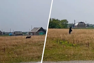 Медведи под Тюменью: проверка не подтвердила видео