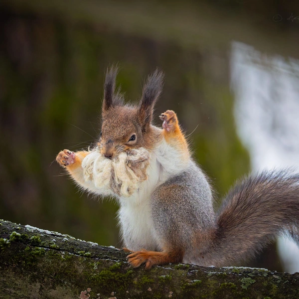 Источник: Антон Кубышкин / «Грибы и Грибники СПб»