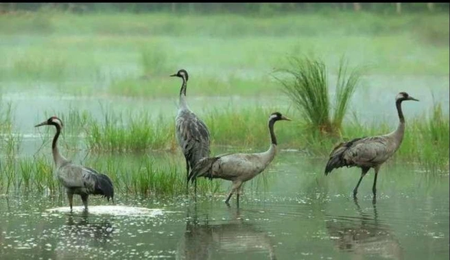 Рамсарская конвенция была принята 2 февраля 1971 года в городе Рамсар (Иран) | Источник: nk-tv.com
