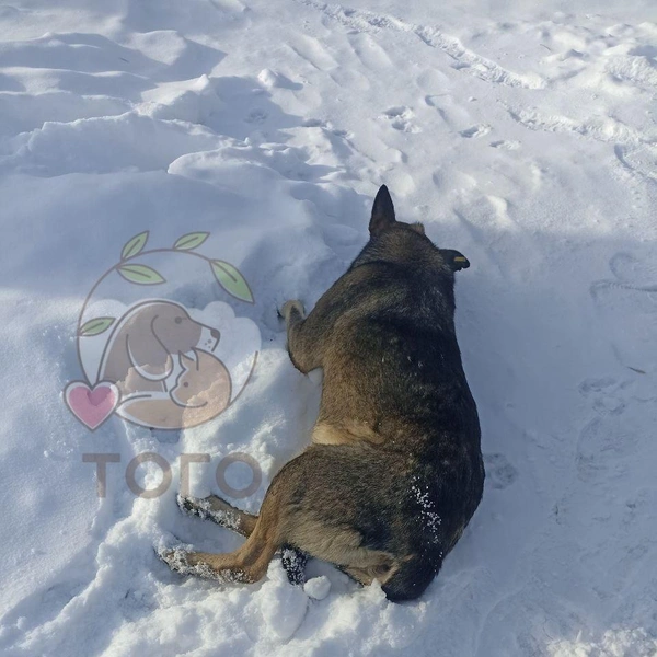 Стала известна судьба собаки из челябинской «Додо Пиццы» | Источник: Приют для животных «Того», г. Челябинск