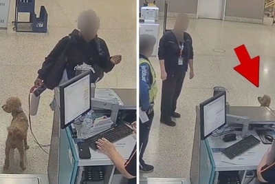 Арест женщины, оставившей привязанную собаку в аэропорту