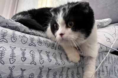 Boris the fold-eared cat adopted in Novosibirsk after shelter story