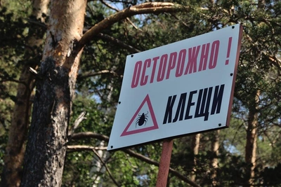 Вакцину от клещевого энцефалита в Петербурге надо искать в 2026