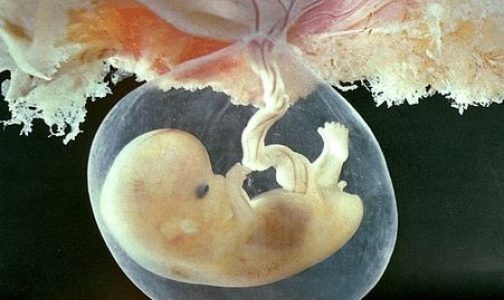 Представители РПЦ объяснили Голиковой, что такое эмбрион и как с ним обращаться