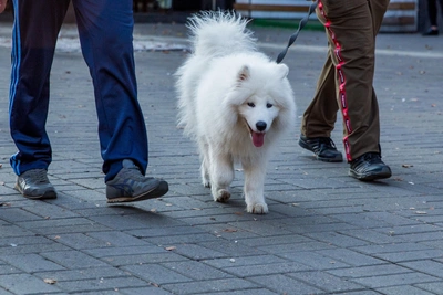 Иск к ветклинике из-за салфетки, оставленной в собаке