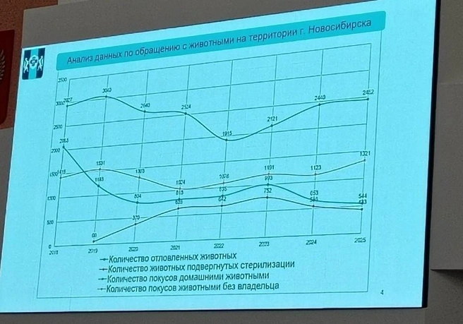 В 2025 году в Новосибирске поймали 544 собаки, стерилизовали 433. Бездомные животные укусили людей 1321 раз, а домашние питомцы — 2452 | Источник: Рихарда Лем/ NGS.RU