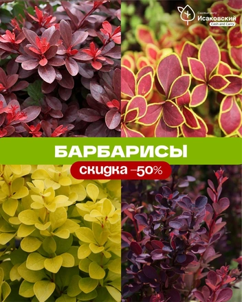 Источник: садовый центр «Исаковский»