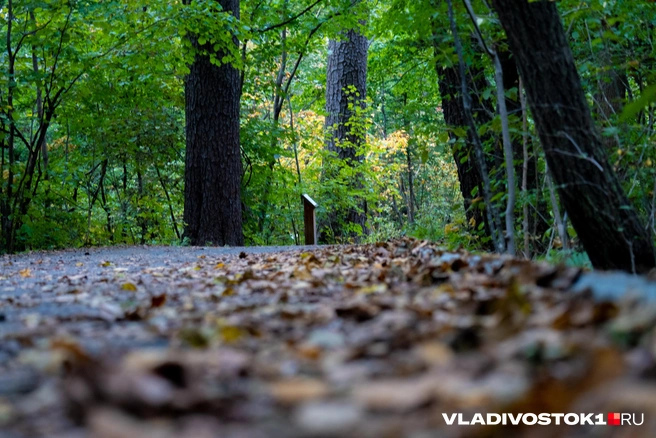 Источник: Елена Буйвол / VLADIVOSTOK1.RU