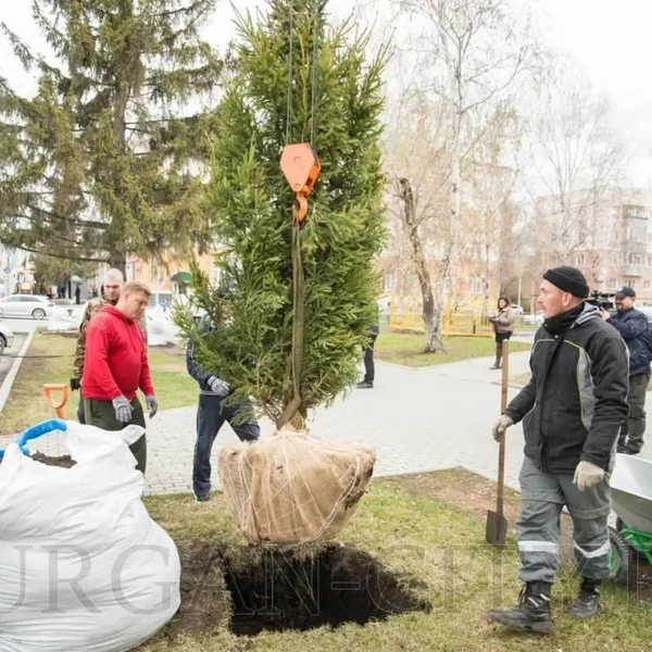 Источник: t.me/kurgancityru