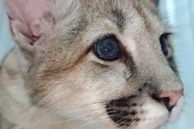 Подросший котенок пумы Саян показан в Барнаульском зоопарке