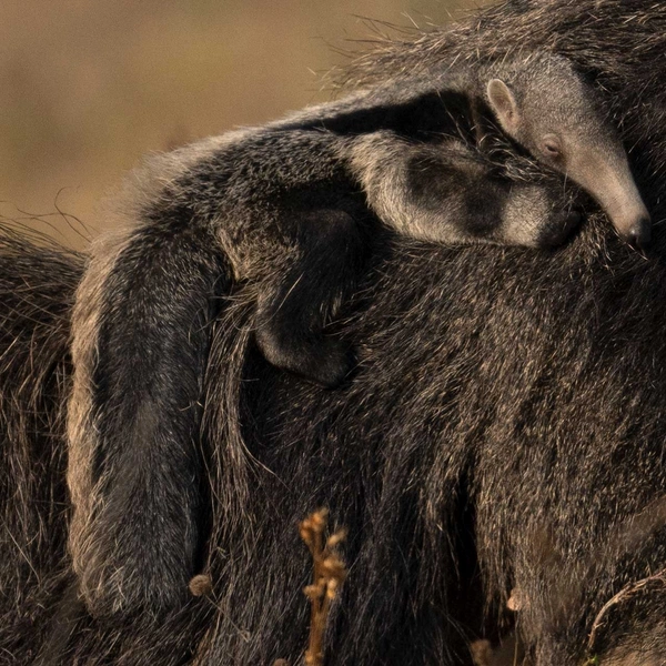 «Езжу на мамином горбу» | Источник: Puskar Basu / Nature inFocus Awards 2020