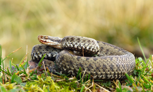 Гадюки проснулись: 4 правила, как не пострадать от укуса змеи на прогулке