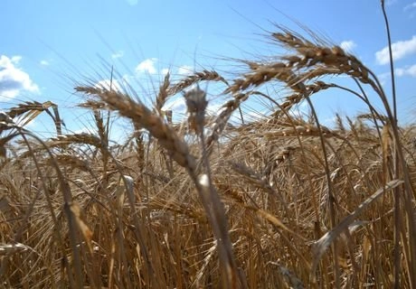 Рязанские аграрии собрали 1,5 млн тонн зерна | ya62.ru
