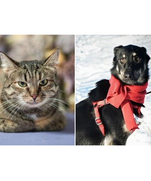 Котопес на карантине: кошка Нимфа и собака Аризона ждут своих людей