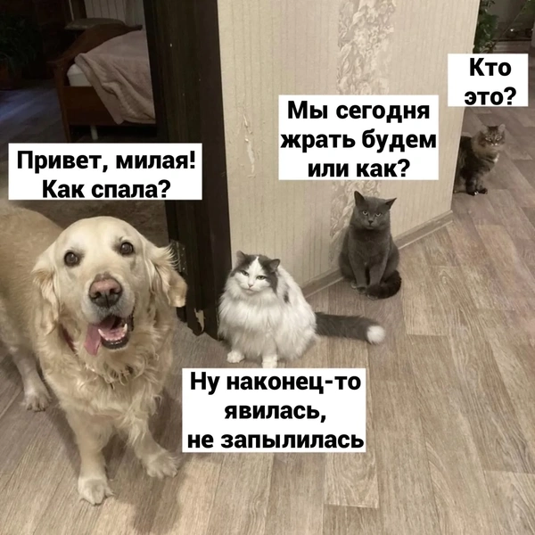 Самые смешные животные — октябрь 2026 года | maximonline.ru