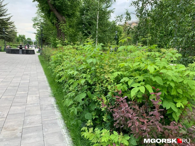 Живая изгородь возле одного из фонтанов поросла кленом | Источник: Анна Лялькова / MGORSK.RU