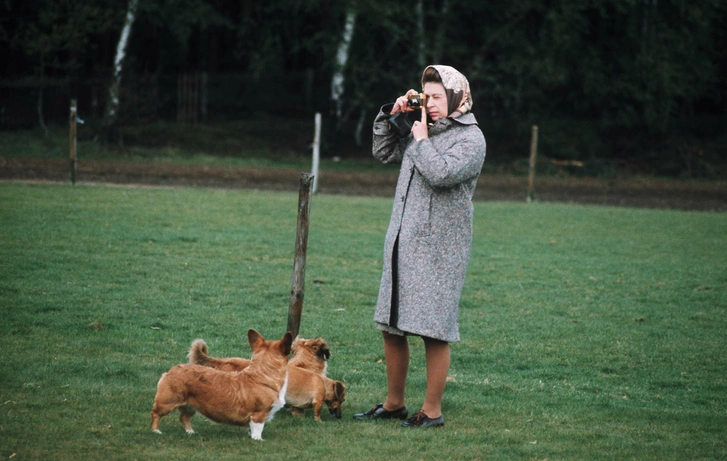 Королева Елизавета II фотографирует своих корги в Виндзорском парке. 1 мая 1960 г. | Источник: Getty Images