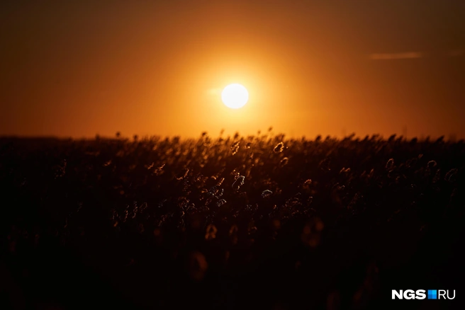 Витамин D синтезируется в организме под воздействием солнечных лучей | Источник: Александр Ощепков / NGS.RU